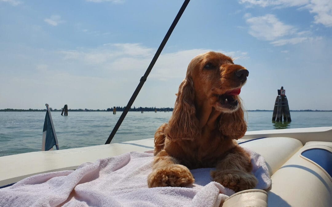 dog on yacht